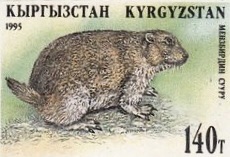 A Kyrgyz postage stamp from the 1995 Fauna of Kyrgyzstan series illustrated by A. Kongurbaev. The animal portrayed here is Menzbier’s Marmot. It represents author Elijah because they both prefer wetter areas at a higher altitude and with shorter grass.